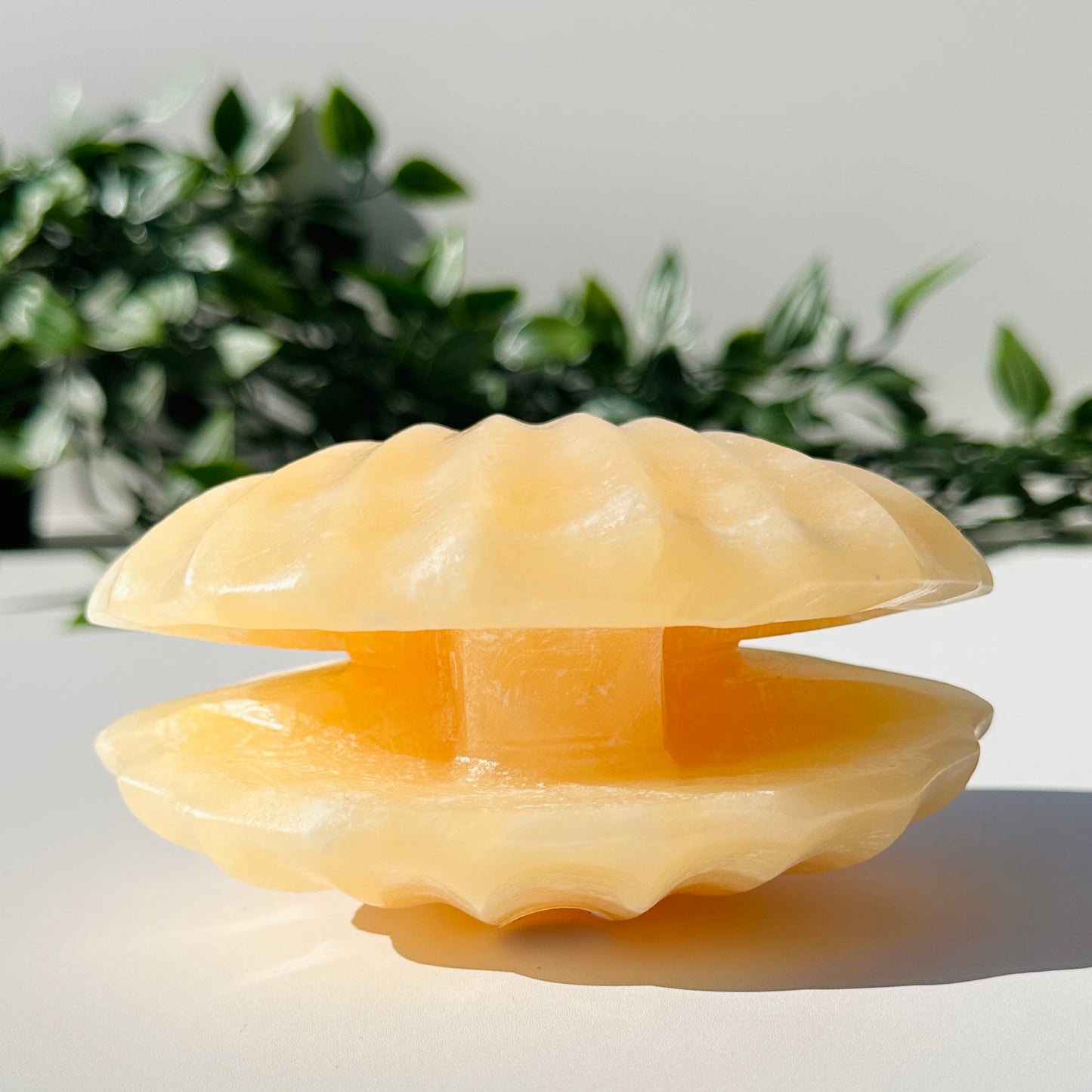 Orange Calcite Clam Shell