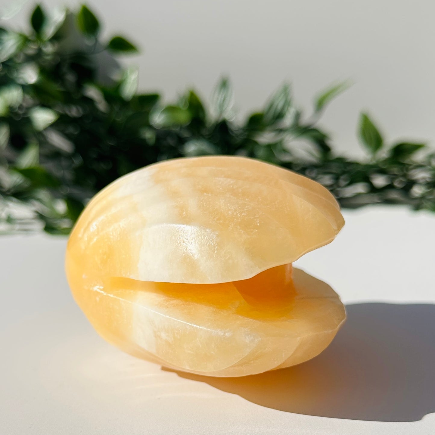Orange Calcite Clam Shell