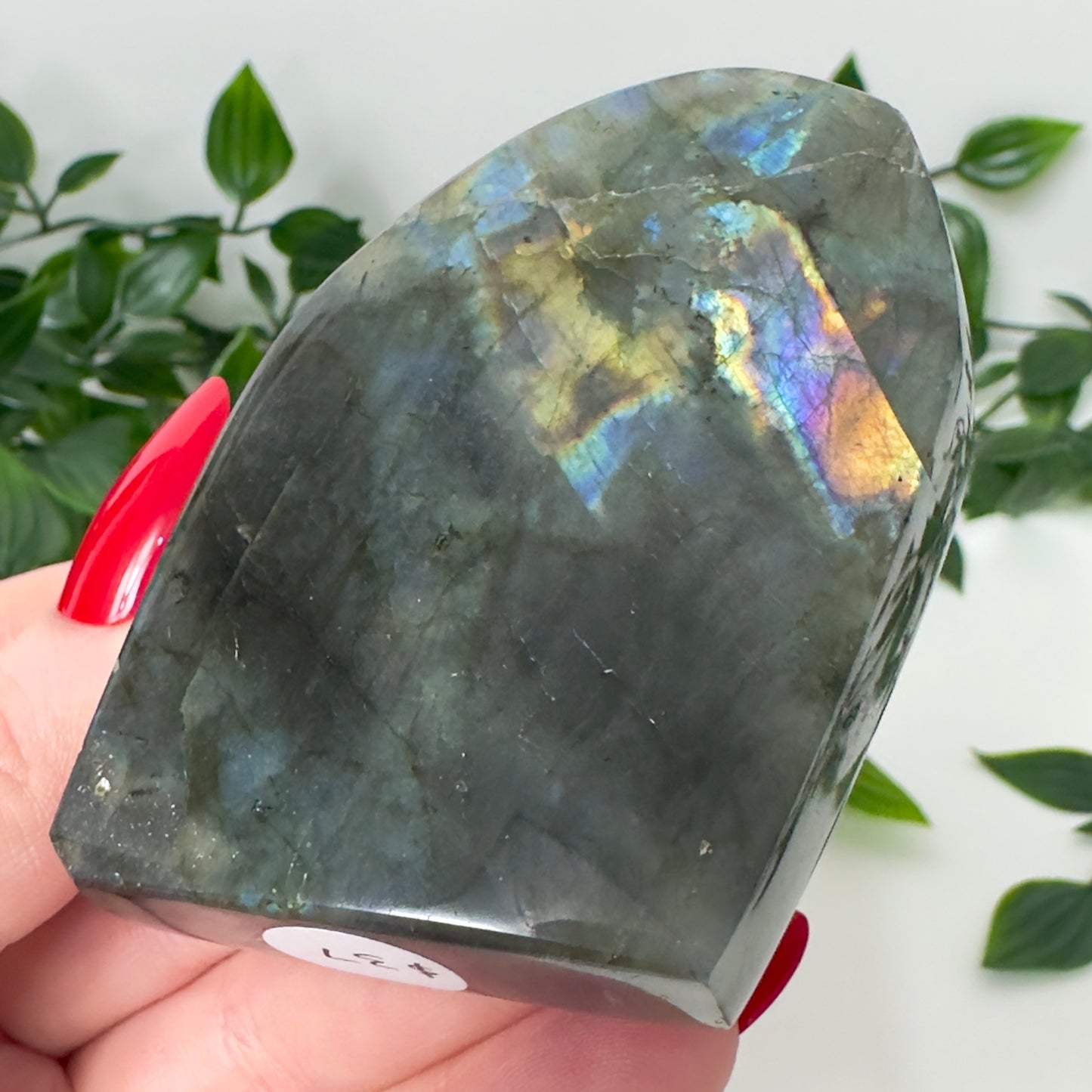 High Quality Labradorite Freeform #81
