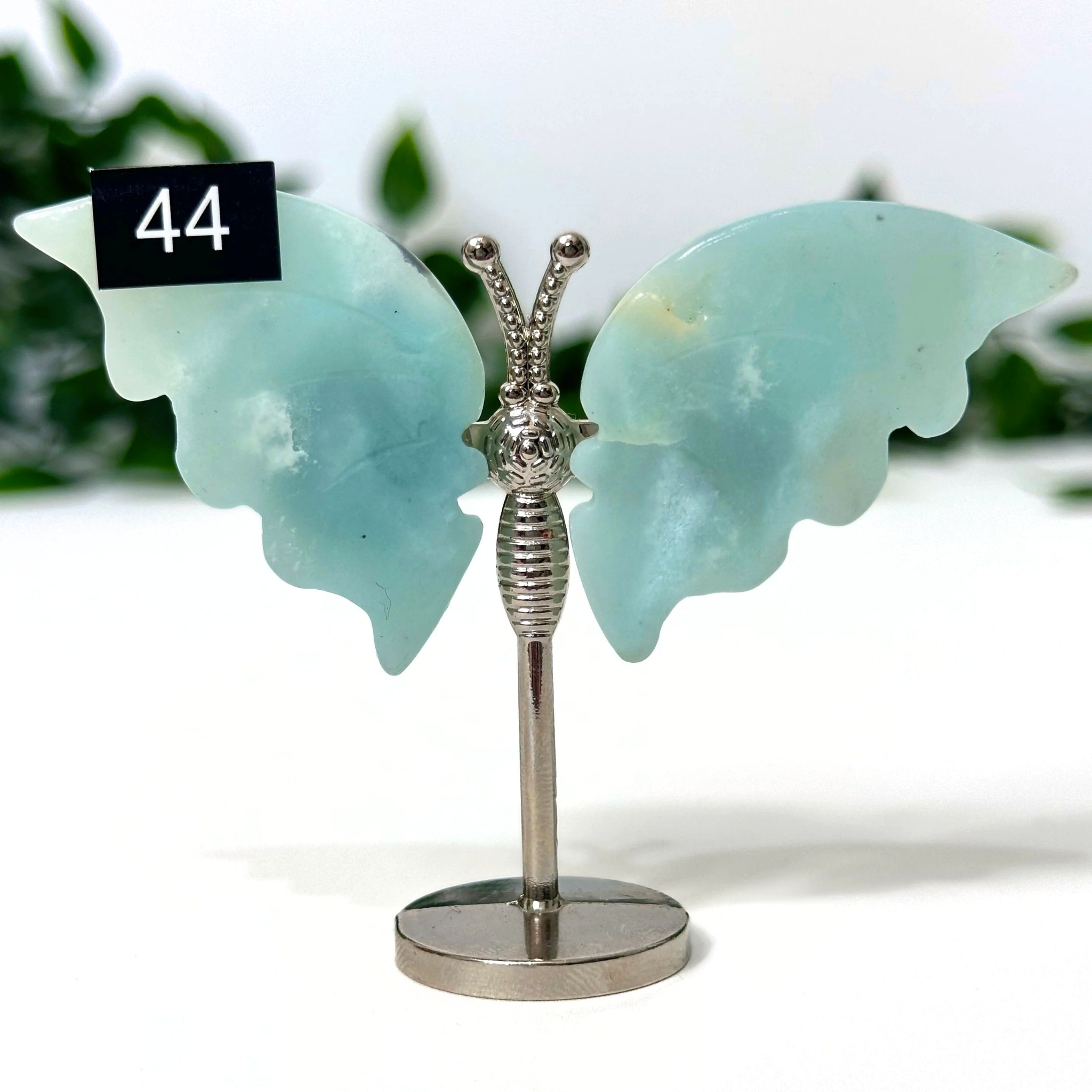 Caribbean calcite butterfly wings on a white background.