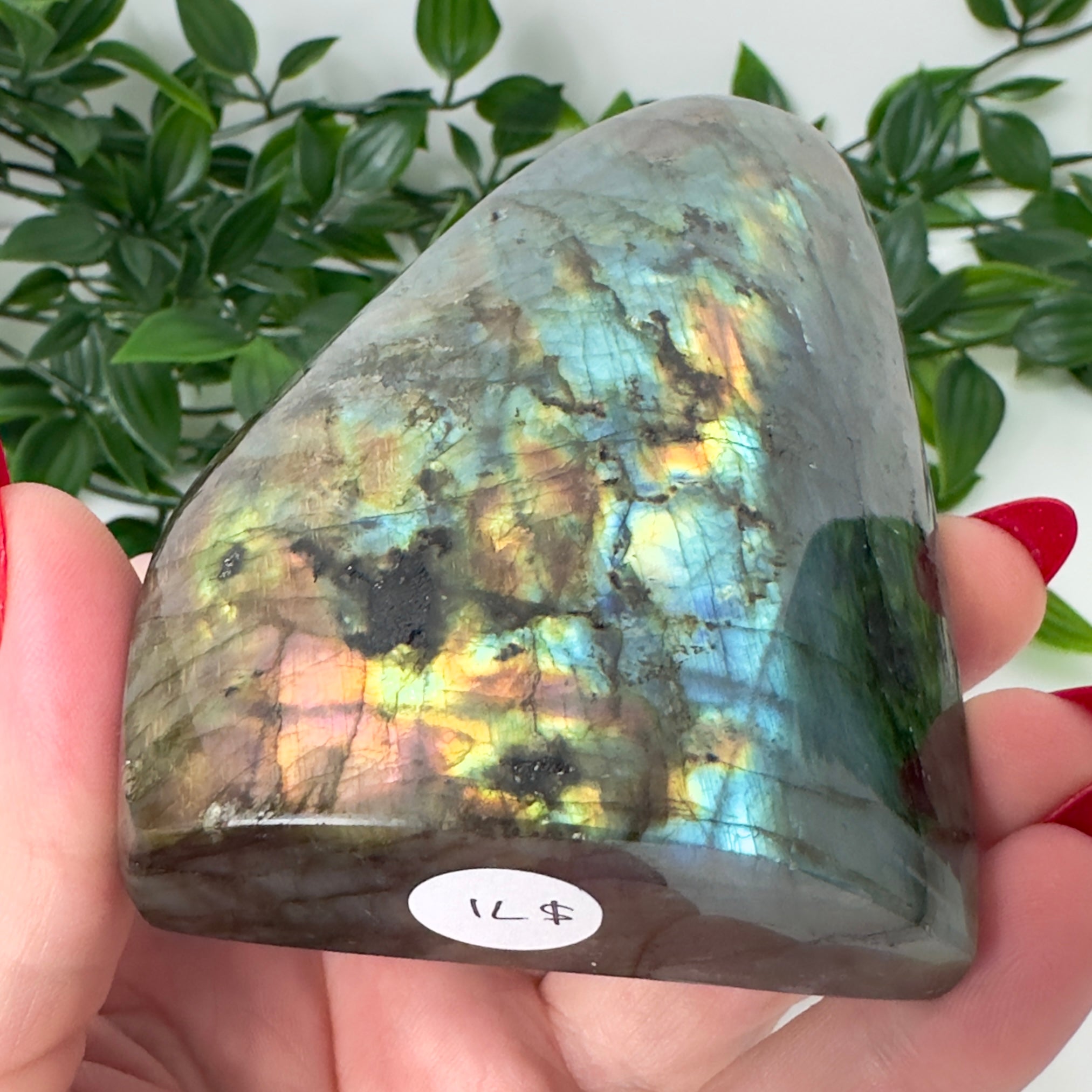 High Quality Labradorite Freeform #70
