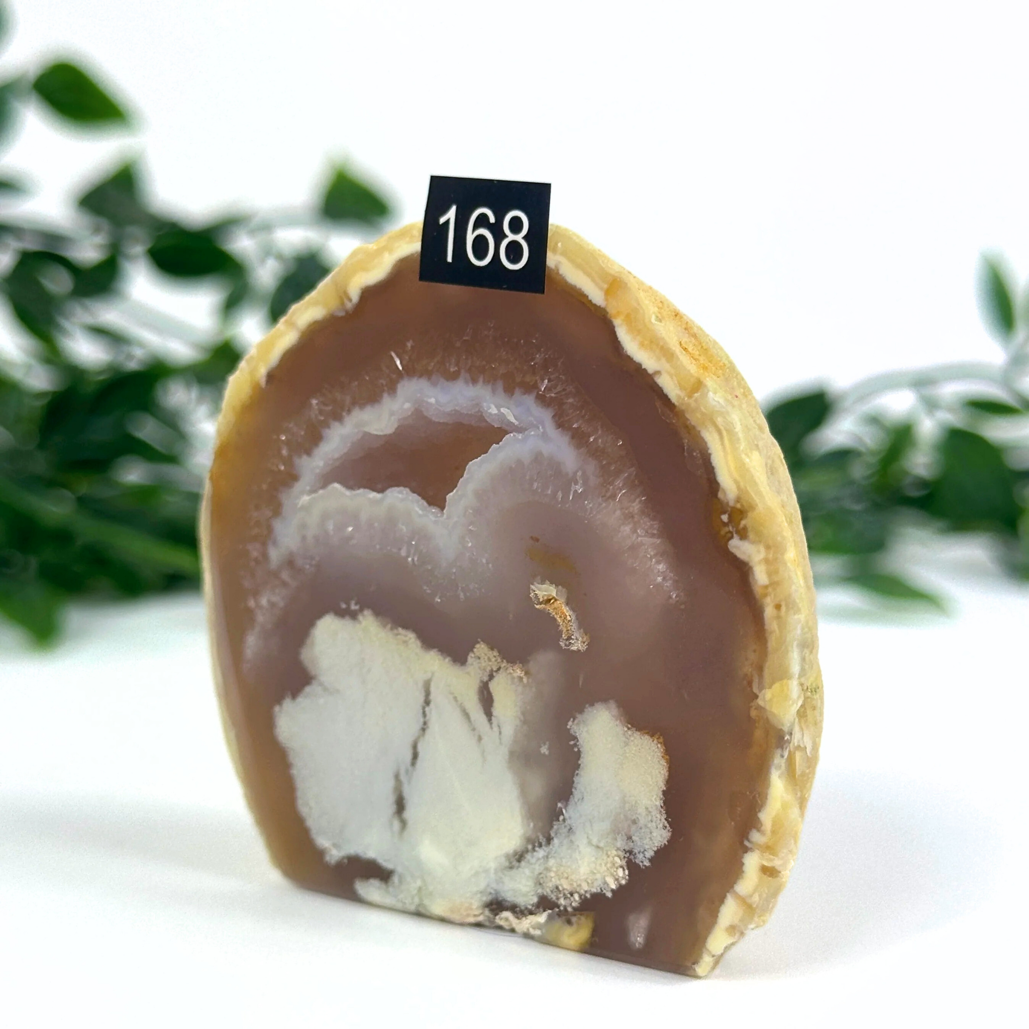 Agate geode with brown and white interior on a white background with green leaves in the background