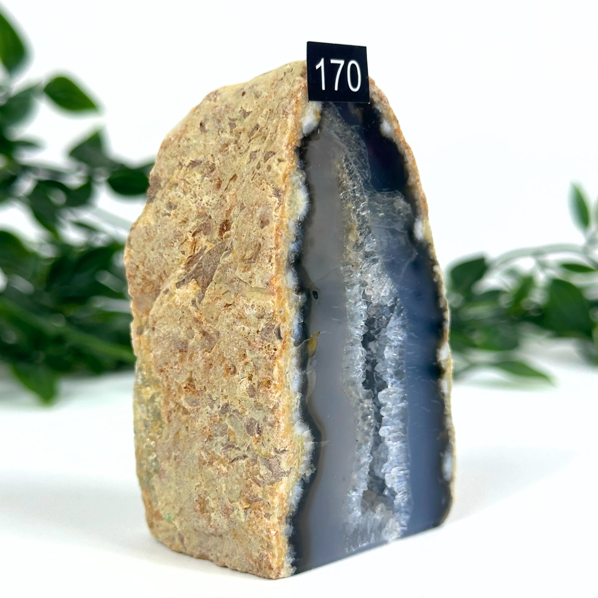 Agate geode with black interior on a white background with green foliage.