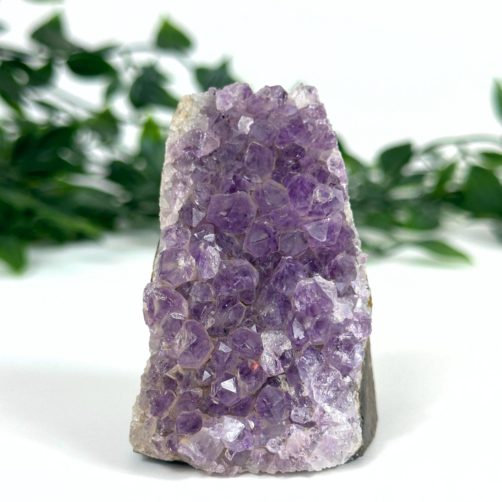 Amethyst crystal cluster with green foliage in the background