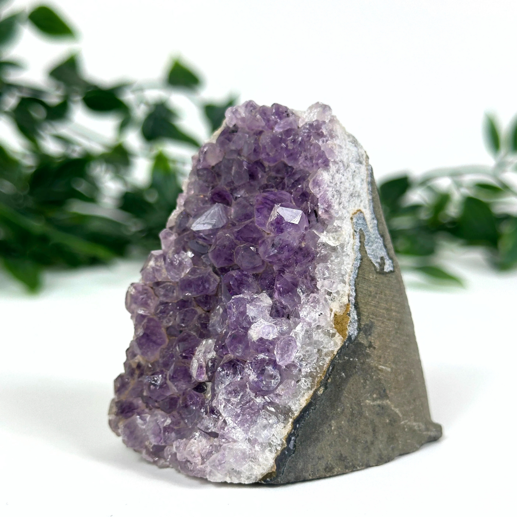 Amethyst crystal formation on a white background with green foliage