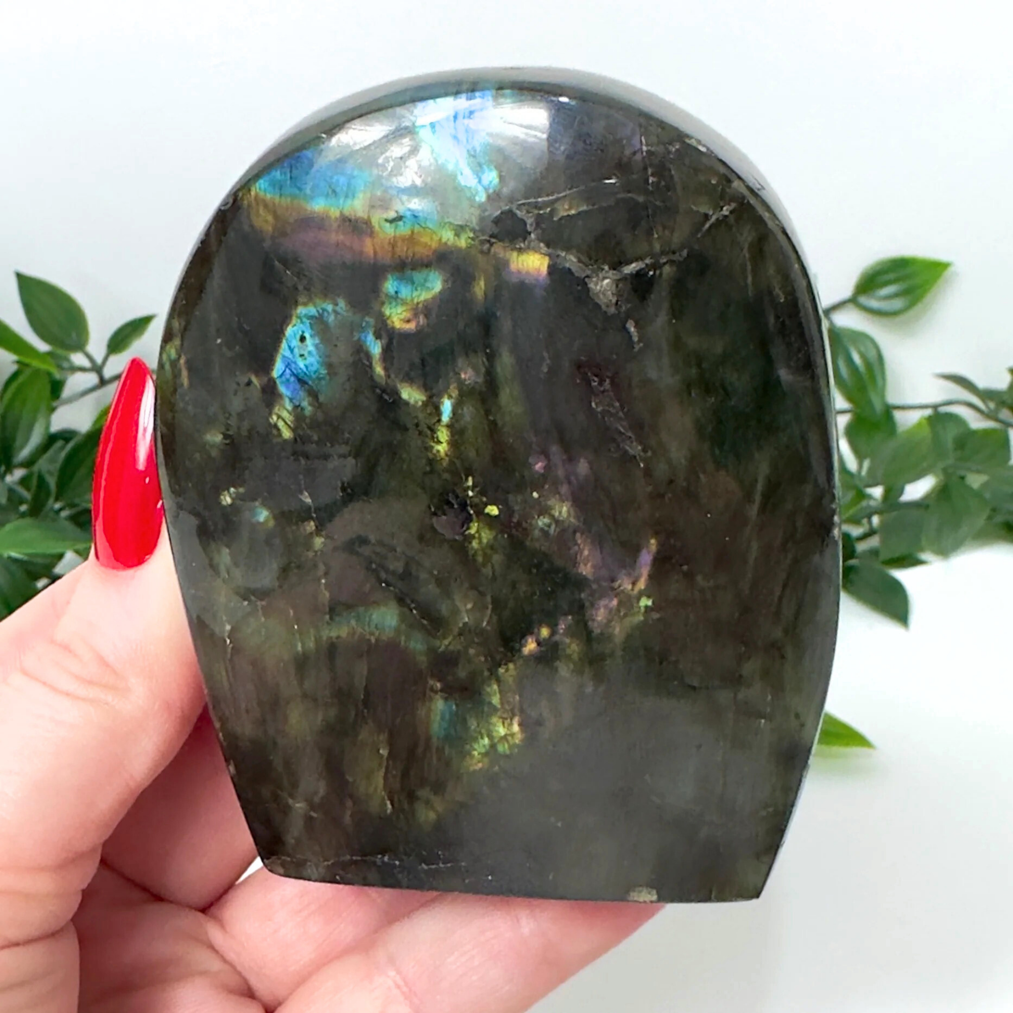 Labradorite stone held in a hand with a white background and green plants.