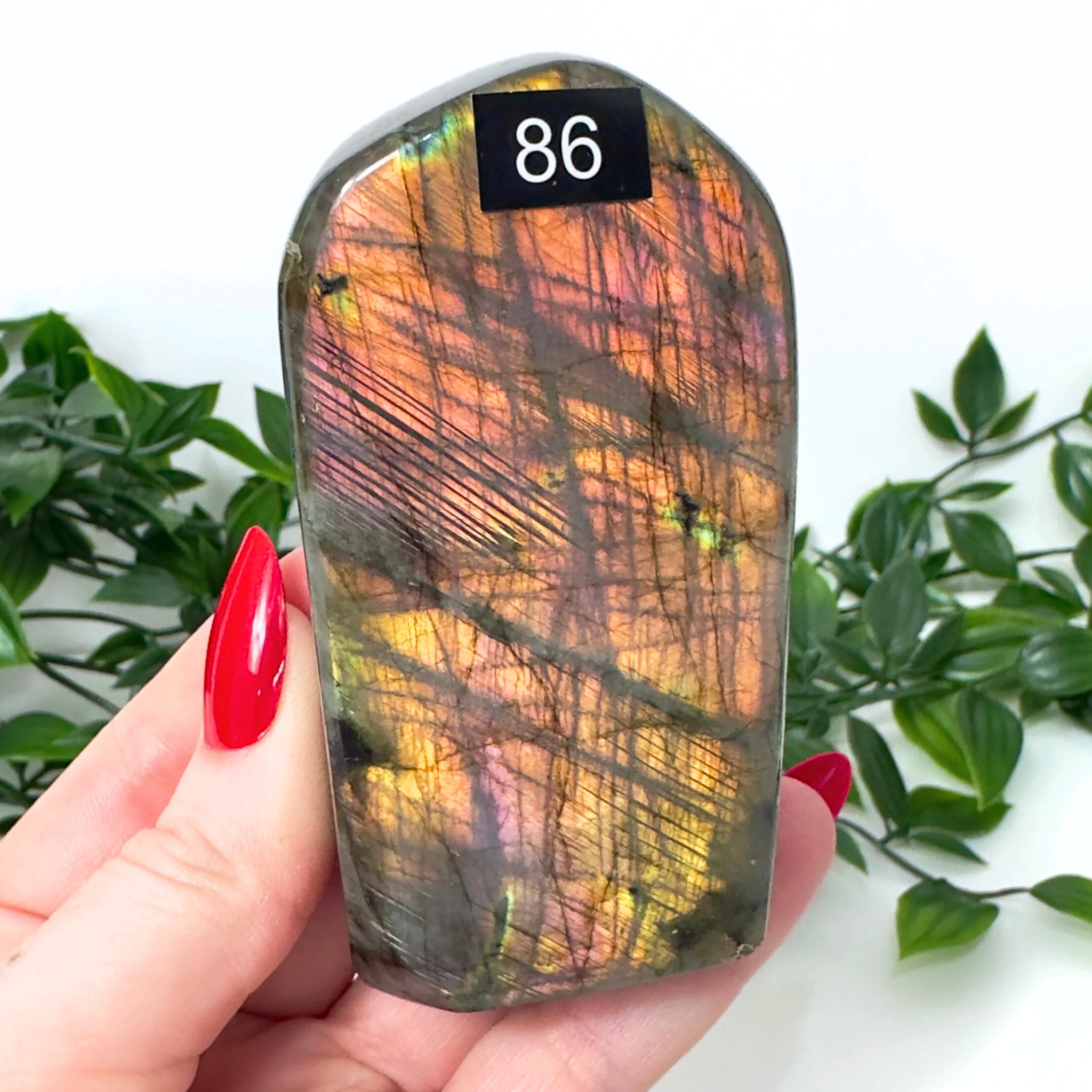 Person holding a colorful labradorite crystal with a white background and green leaves.