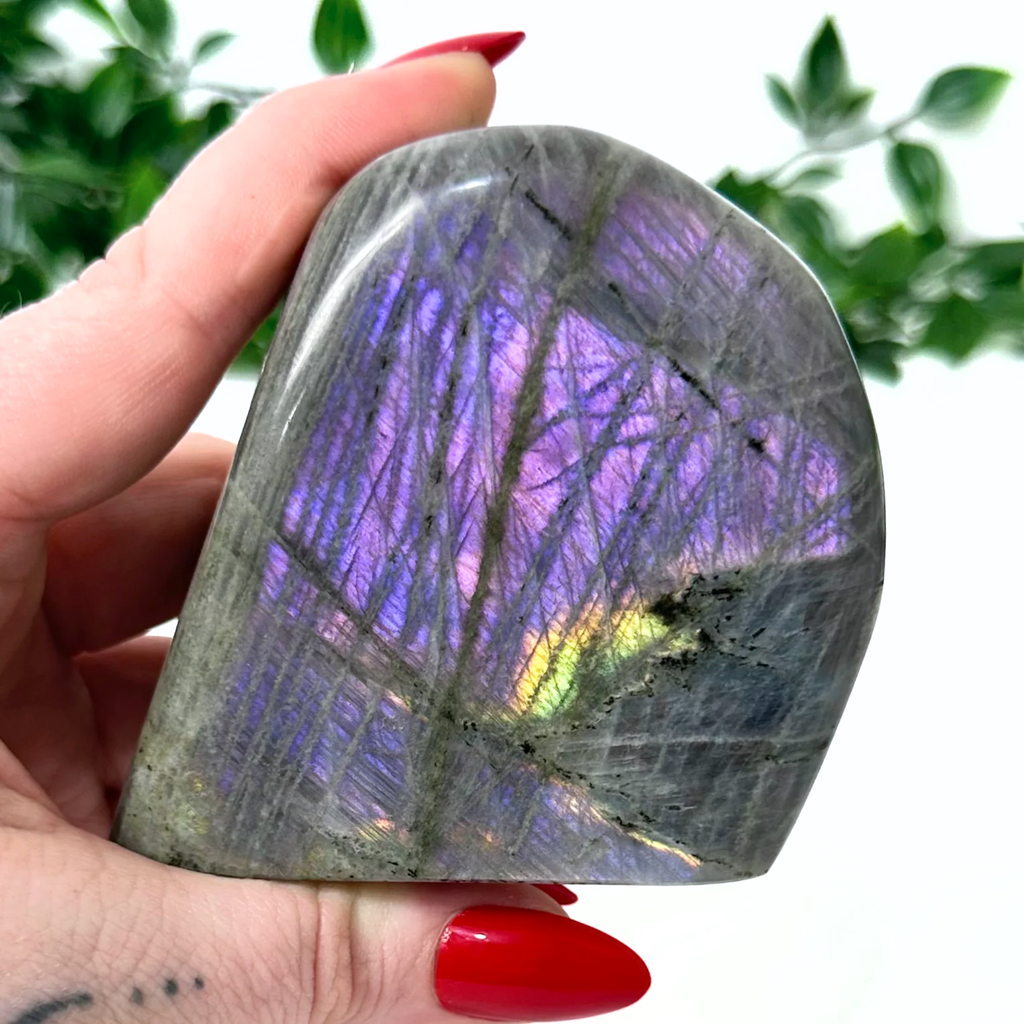 Person holding a purple labradorite crystal with a blurred green leafy background