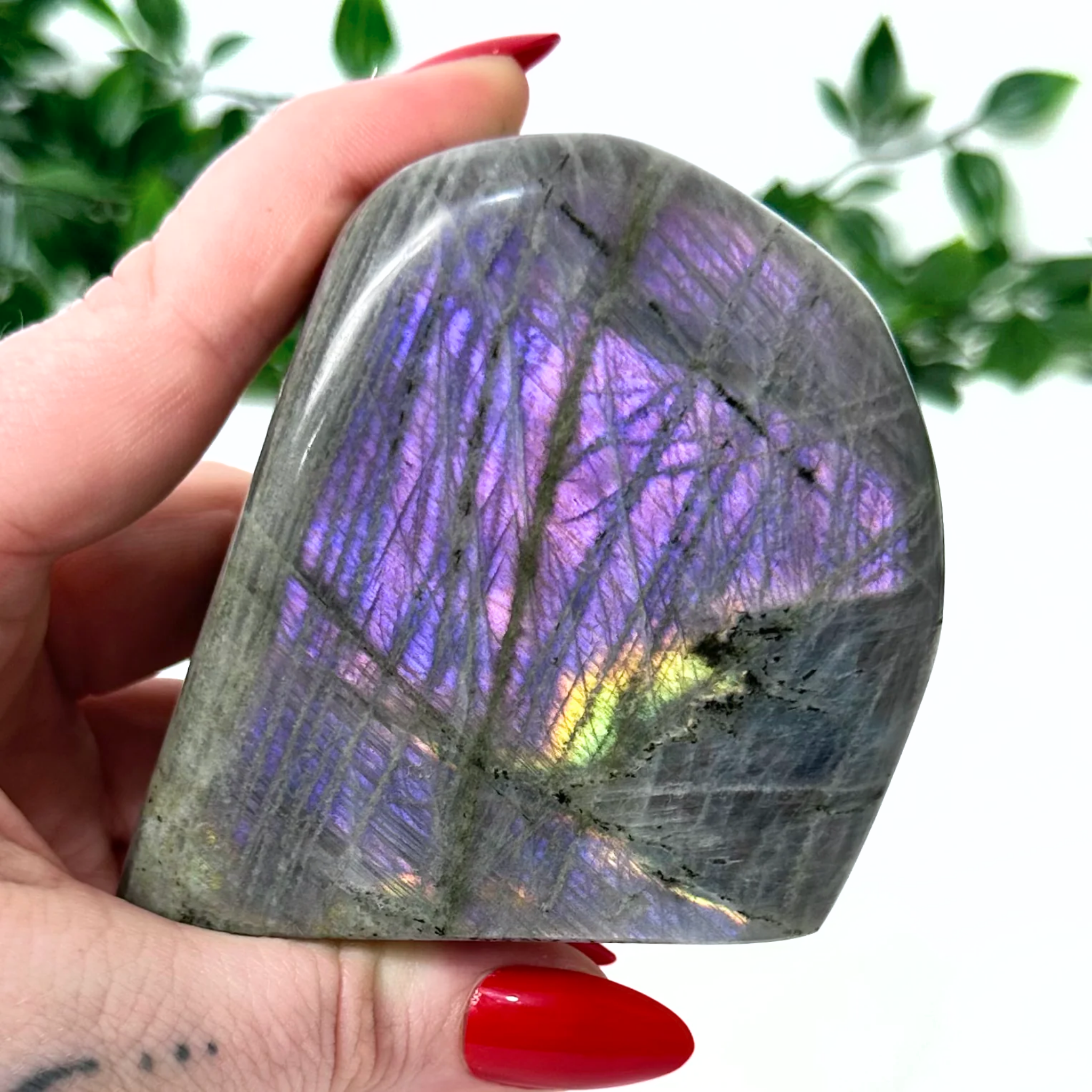 Person holding a purple labradorite crystal with a blurred green leafy background
