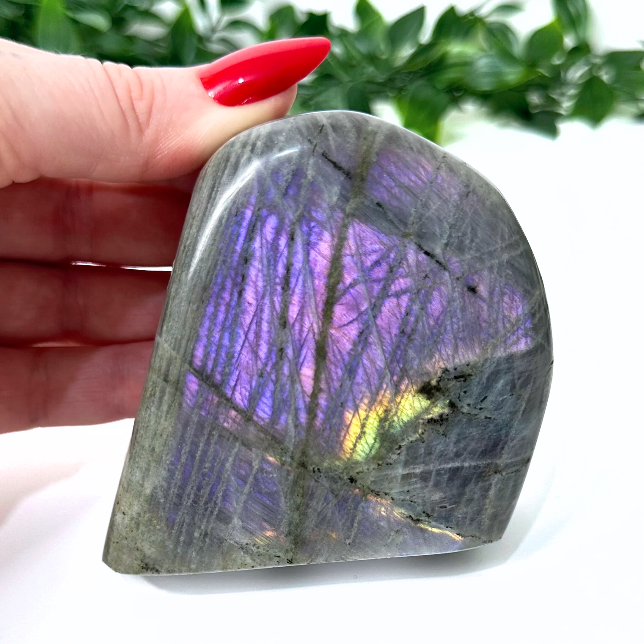 Person holding a labradorite crystal with colorful sheen against a green leafy background
