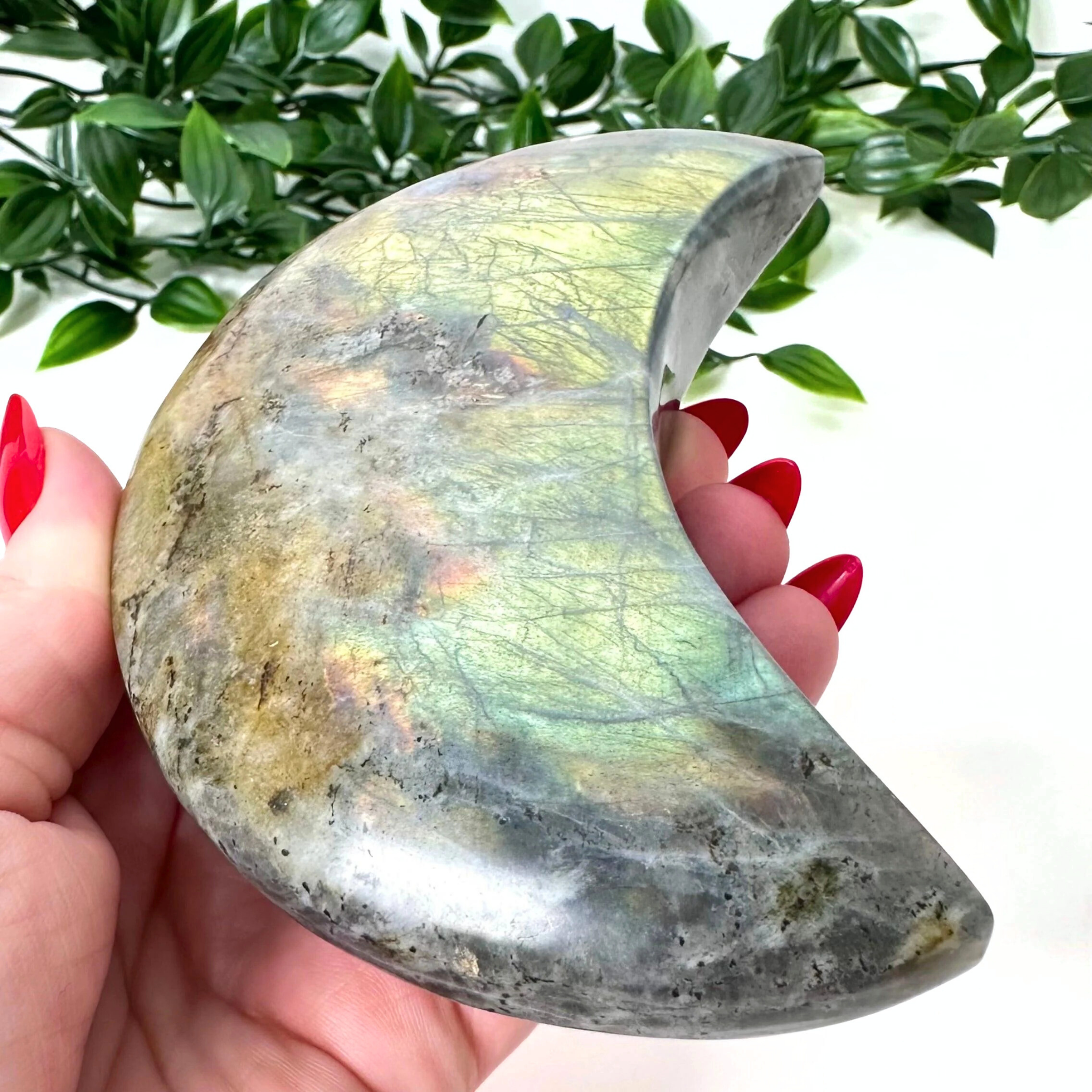 Hand holding a labradorite crystal with a colorful pattern against a green leafy background
