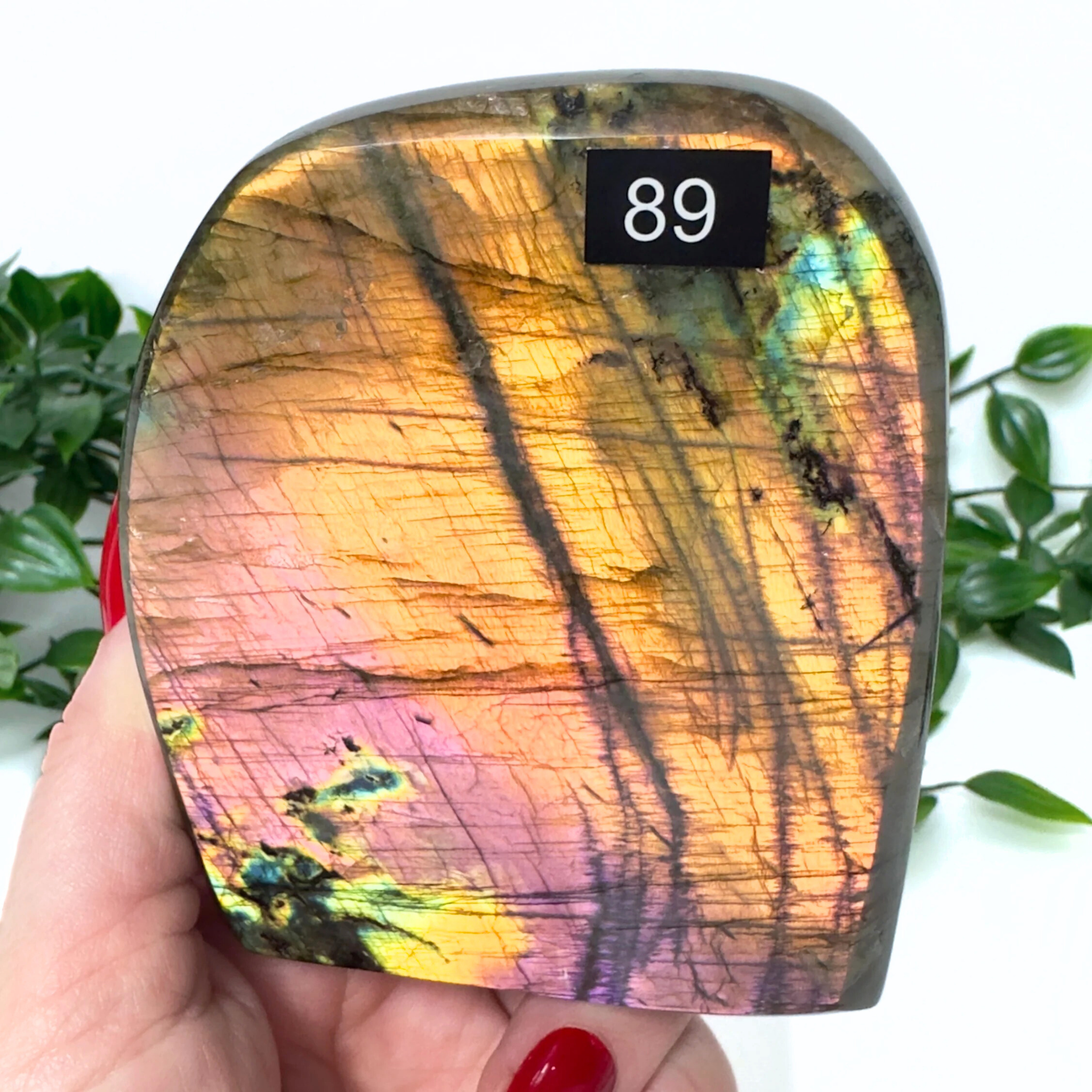 Labradorite crystal held in front of a white and blurred leaf background